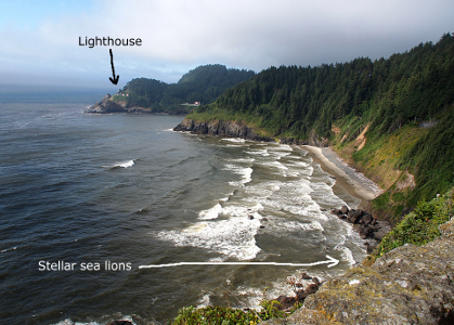 [The lighthouse is on a jut of land in the back of the image with a name and arrow pointing out its location. A double cove of land leads to the area in the foregound where the sea lion location is labeled with a name and arrow.]